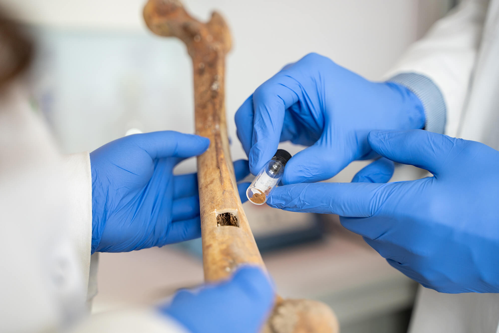 Close-up of a bone sample