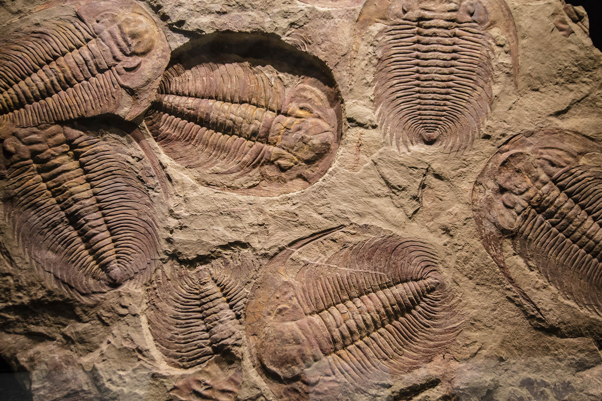 Sediment and fossils for C14 dating