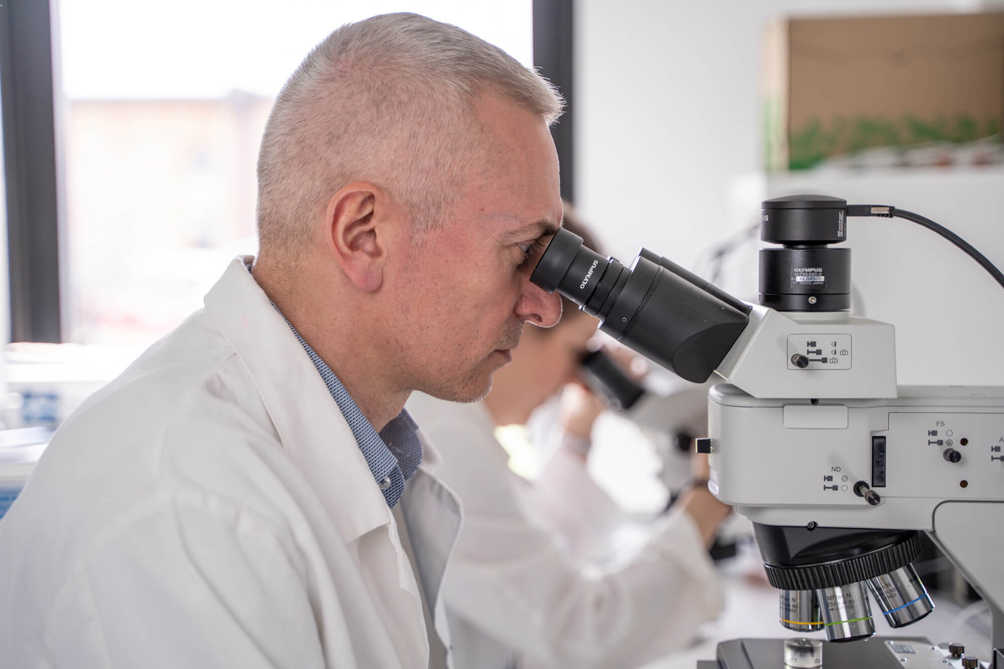 Scientist examining wood and charcoal samples under a microscope for anthracological and xylological analysis