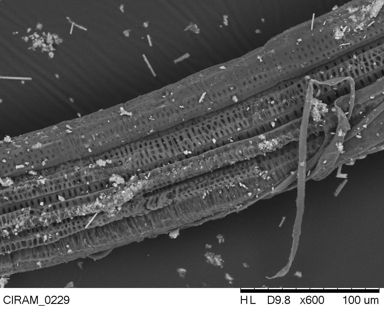 residu organique archeo1