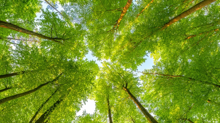 How carbon-14 analysis helps preserve biodiversity