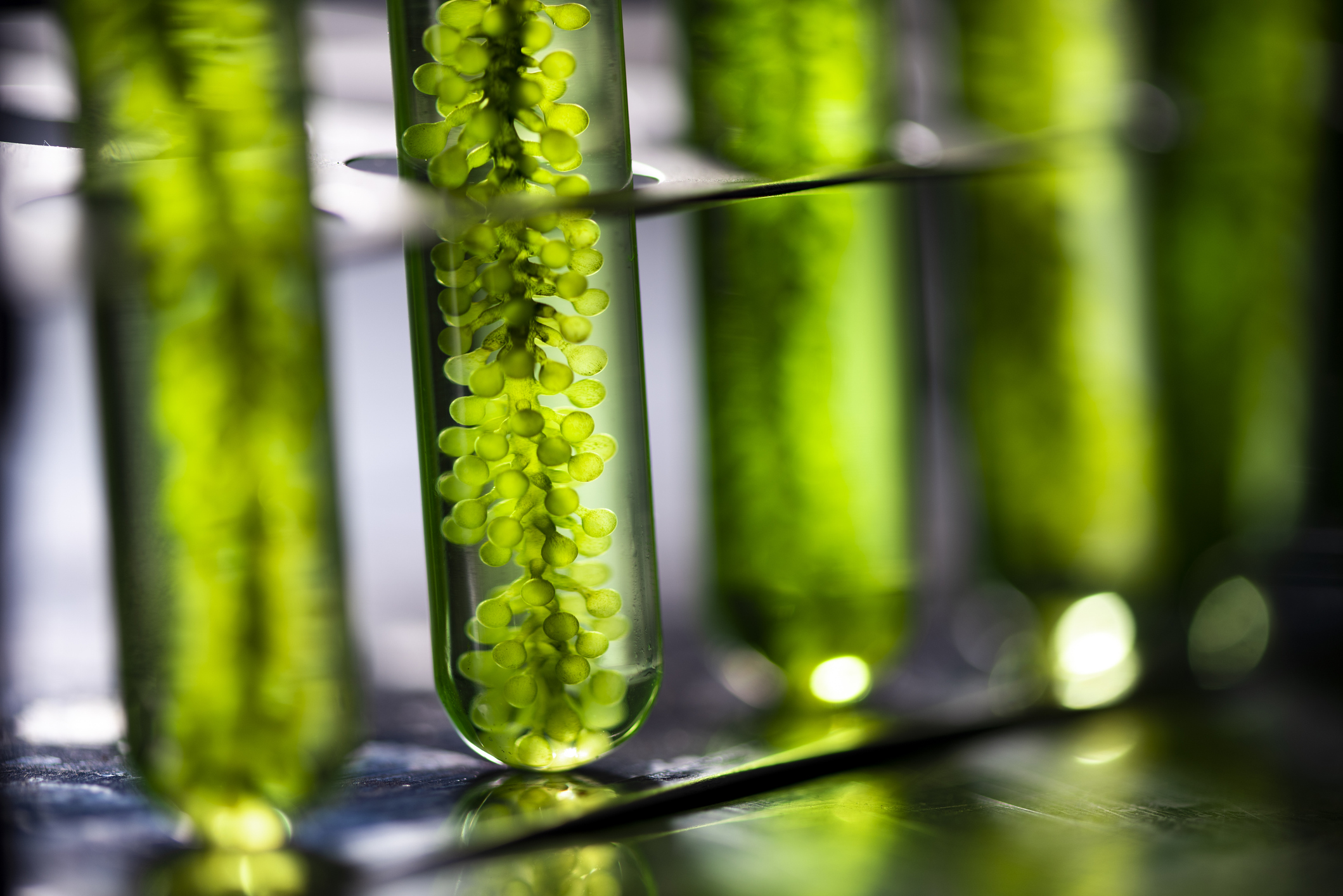 CIRAM OK Biobased TÜV AUSTRIA